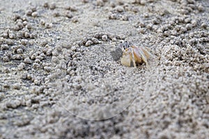 Horned ghost crab