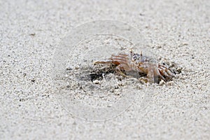 Horned ghost crab