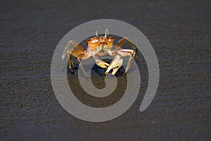 Horned ghost crab