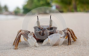 Horned ghost crab on the beach. Close-up. Sand crab. Summer vacation by the sea