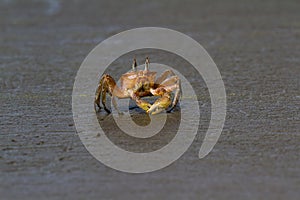 Horned ghost crab