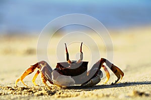 Horned ghost crab