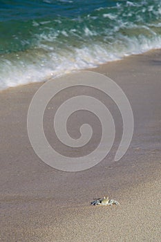 Horned Ghost Crab Ocypode ceratophthalma