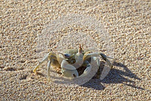 Horned Ghost Crab Ocypode ceratophthalma