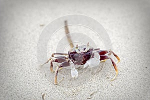 Horned ghost crab & x28;Ocypode ceratophthalma& x29;