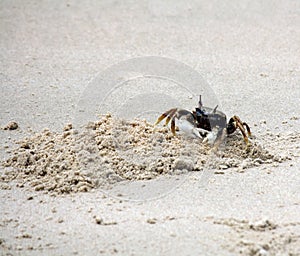 Horned ghost crab (Ocypode ceratophthalmus) near its burrow : (pix Sanjiv Shukla)