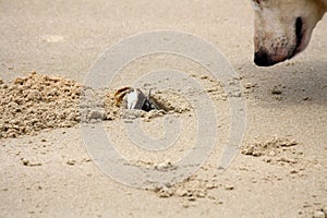 Horned ghost crab (Ocypode ceratophthalmus) face-to-face with a dog : (pix Sanjiv Shukla)