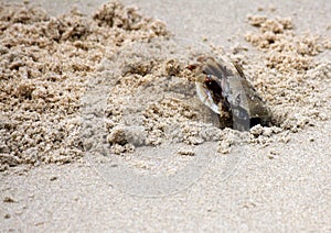 Horned ghost crab (Ocypode ceratophthalmus) near its burrow (pix Sanjiv Shukla)