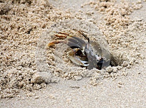 Horned ghost crab (Ocypode ceratophthalmus) near its burrow : (pix Sanjiv Shukla)