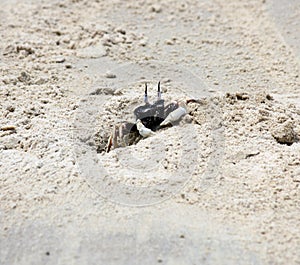 Horned ghost crab (Ocypode ceratophthalmus) near its burrow : (pix Sanjiv Shukla)