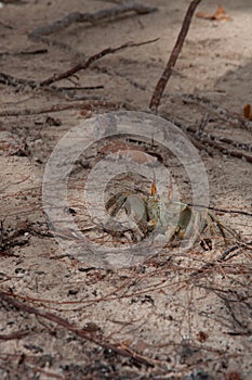 Horned ghost crab Ocypode ceratophthalmus on the sandy ground. Seychelles