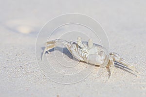 Horned Ghost Crab, Ocypode ceratophthalmus on a snow white beach sand.