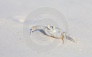 Horned Ghost Crab, Ocypode ceratophthalmus on a snow white beach sand.