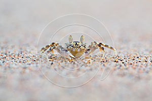 Horned Ghost Crab on the sand