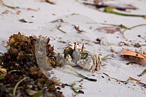 A Horned ghost crab sitting on the beach.
