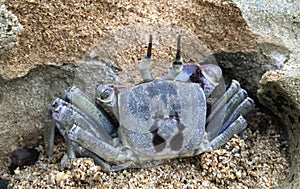 Horned Ghost Crab during Sunrise in Winter in Kapaa on Kauai Island, Hawaii.