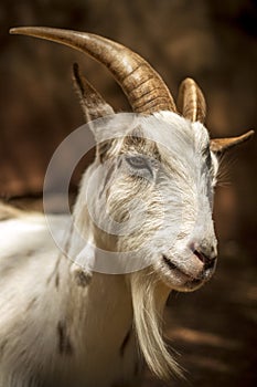 Horned Goat