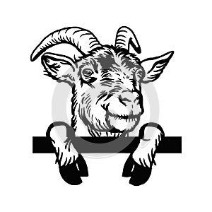 Horned goat - Cheeky Goat peeking out - face head isolated on white - vector stock photo
