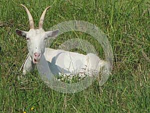 Horned goat, goat lying on the grass, goat chews grass