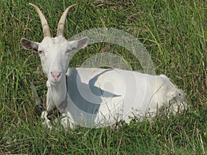 Horned goat, goat lying on the grass, goat chews grass