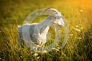Horned goat is grazed on a green meadow