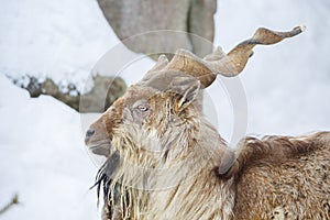 Horned goat or markhor