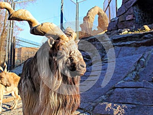 The Horned Goat, or Markhur photo