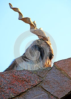 The Horned Goat, or Markhur photo