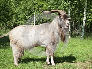 Horned goat outdoors