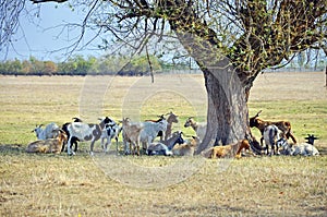 Horned goats