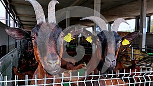 Horned goats poking their heads over the fence at the farm