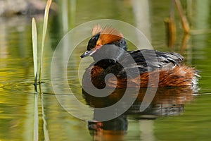 Horned grebe