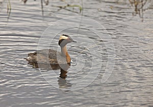 Horned Grebe