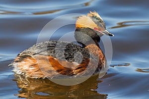 Horned Grebe photo