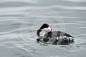 Horned Grebe Duck with a fish