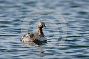 Horned Grebe duck with winter plumage on lake