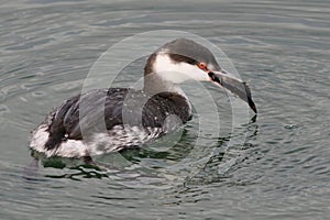 Horned Grebe with Fish