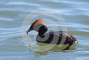 Horned Grebe with prey