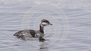 Horned Grebe on Sea in dull Weather