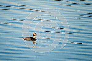 The horned grebe or Slavonian grebe in blue water