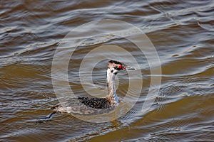 The horned grebe or Slavonian grebe (Podiceps auritus)