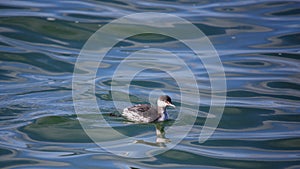 Horned grebe swimming in blue water