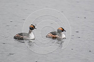 Horned Grebe Waterfowl on Lake