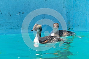 Horned grebes swimming in clear blue water