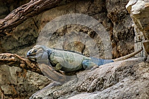 Horned Ground Iguana - Cyclura cornuta, endangered unique large ground lizard from Carribean island of Hispaniola