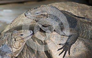 Horned Ground Iguanas