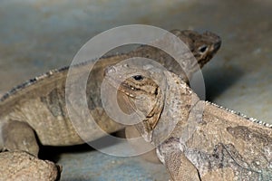 Horned Ground Iguanas