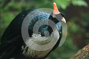 Horned guan