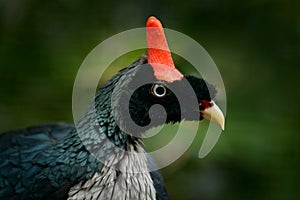 Horned Guan, Oreophasis derbianus, rare bird from Maxico and Guatemala. Big blaxk bird with red crest. Guan in green vegetation, n photo