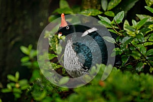 Horned Guan, Oreophasis derbianus, rare bird from Maxico and Guatemala. Big blaxk bird with red crest. Guan in green vegetation, n photo